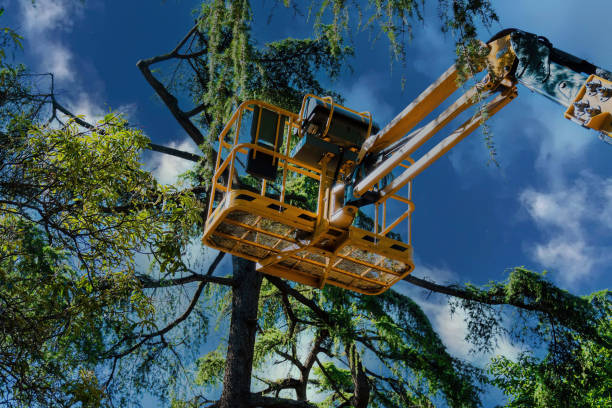 Best Commercial Tree Services  in Wink, TX